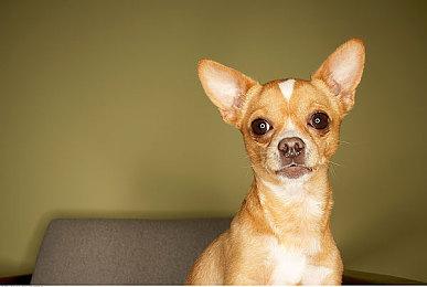 中式奇幻风格叙事卡牌游戏《梅花千日谈》Steam页面 明年发售